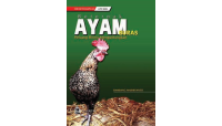 Beternak Ayam Buras